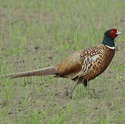 Common Pheasant