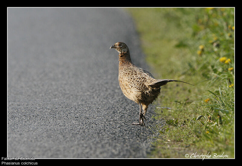 Common Pheasant