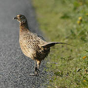 Common Pheasant