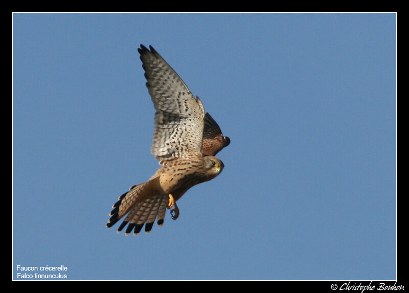 Common Kestrel male adult