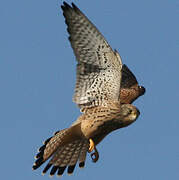 Common Kestrel