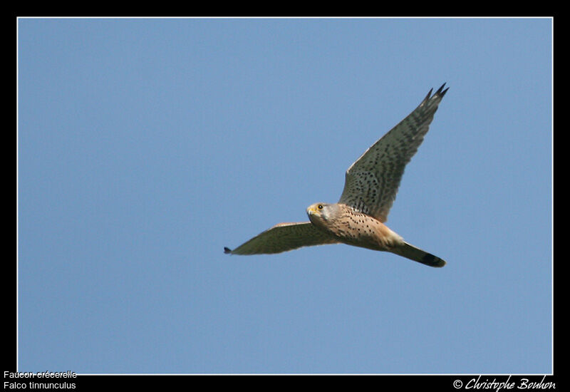 Common Kestrel