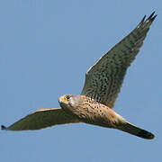 Common Kestrel