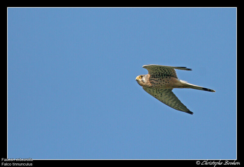 Common Kestrel