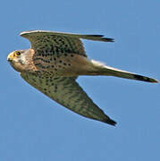 Common Kestrel