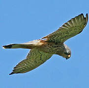 Common Kestrel