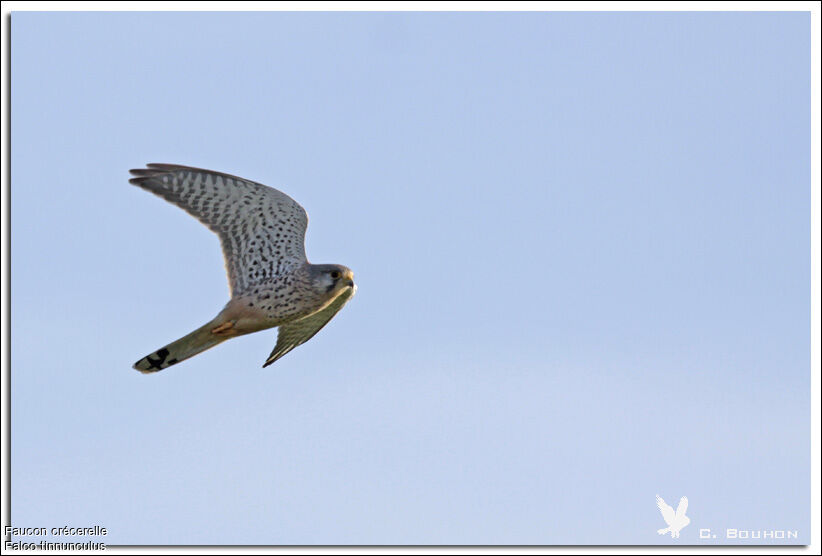 Common Kestrel male, Flight
