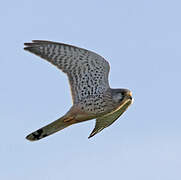 Common Kestrel