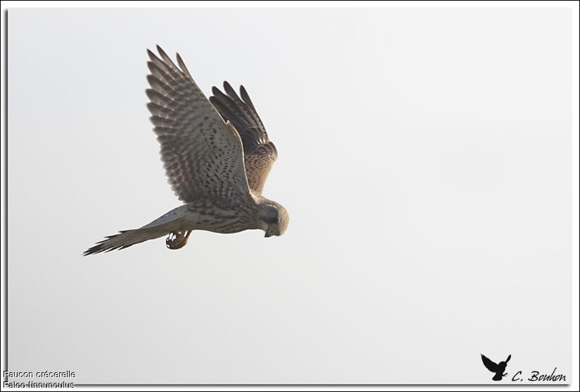 Common Kestrel, Flight