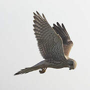 Common Kestrel