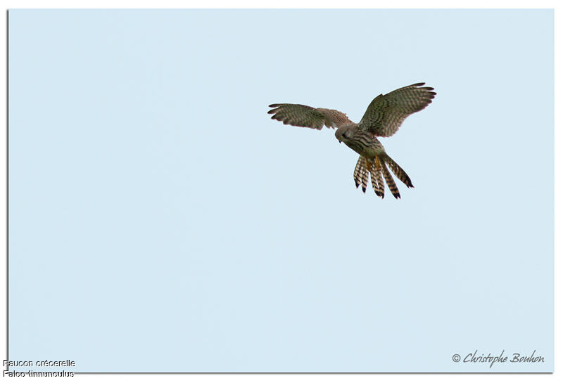 Common Kestrel, identification, Flight, Behaviour