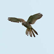 Common Kestrel