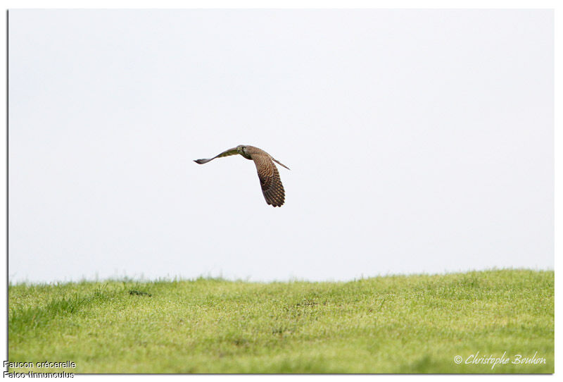 Common Kestrel