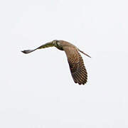 Common Kestrel