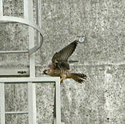 Peregrine Falcon