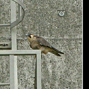 Peregrine Falcon