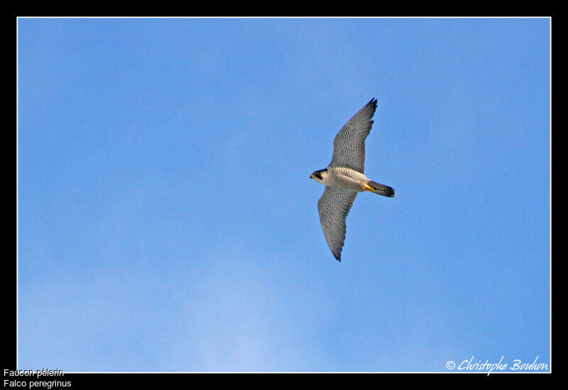 Peregrine Falcon, Flight