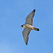 Peregrine Falcon