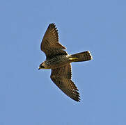 Peregrine Falcon