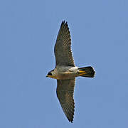 Peregrine Falcon