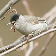 Eurasian Blackcap