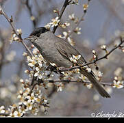 Eurasian Blackcap