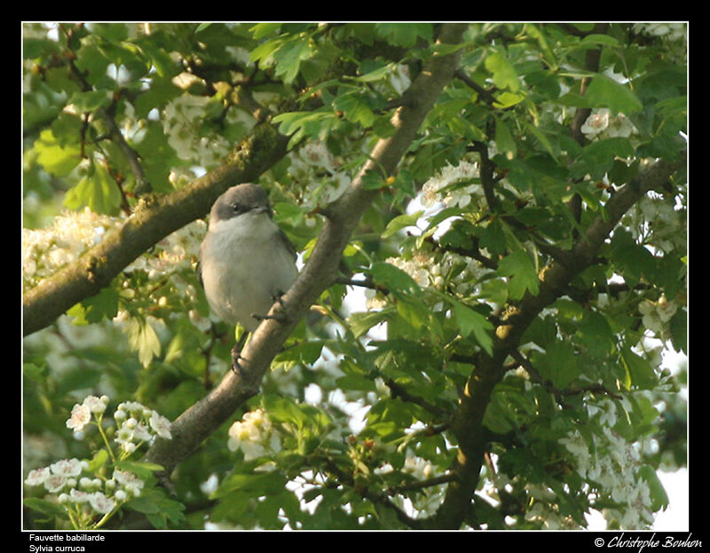 Lesser Whitethroat