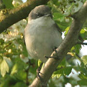 Lesser Whitethroat