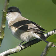 Garden Warbler