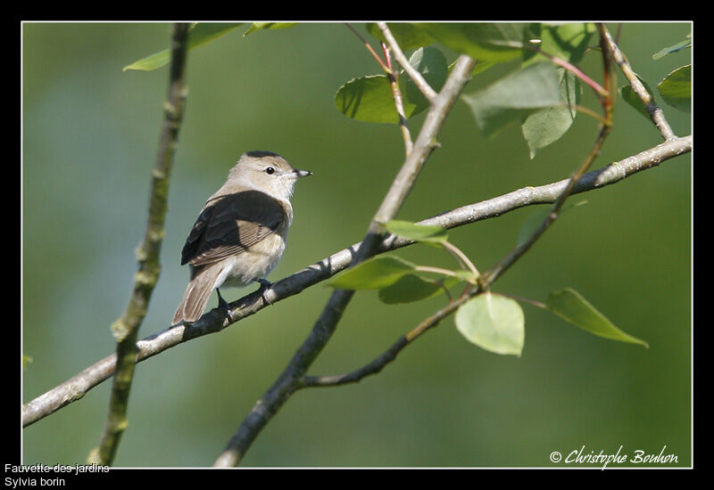 Fauvette des jardins, identification