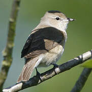 Garden Warbler