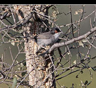 Sardinian Warbler