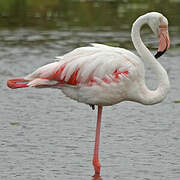 Flamant rose