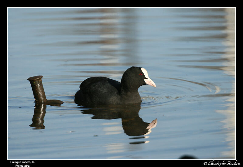 Foulque macrouleadulte