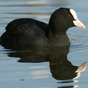 Eurasian Coot