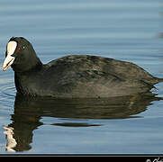 Eurasian Coot