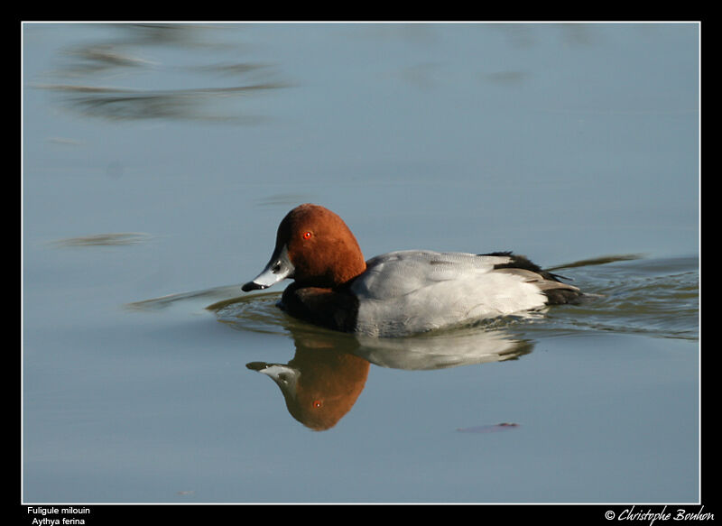 Common Pochard male adult