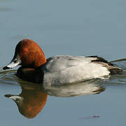 Common Pochard