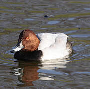 Common Pochard