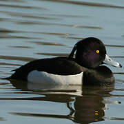 Tufted Duck