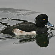 Tufted Duck