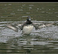 Tufted Duck