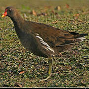 Gallinule poule-d'eau