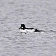 Common Goldeneye