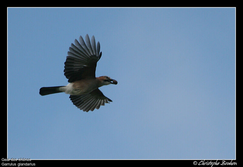 Eurasian Jay