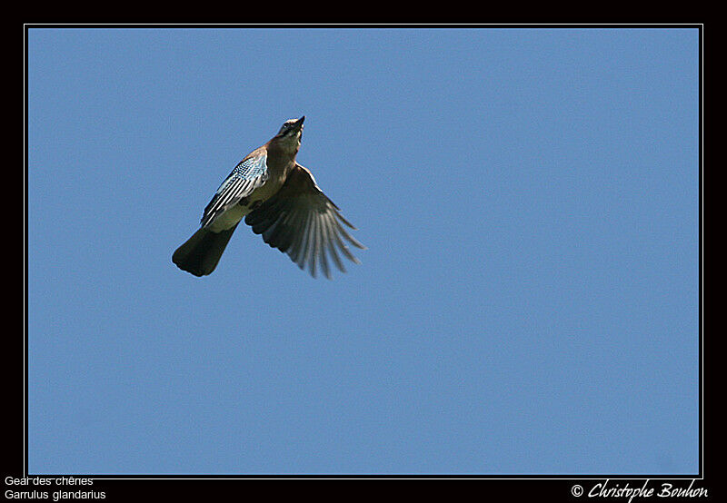 Eurasian Jay