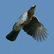 Eurasian Jay