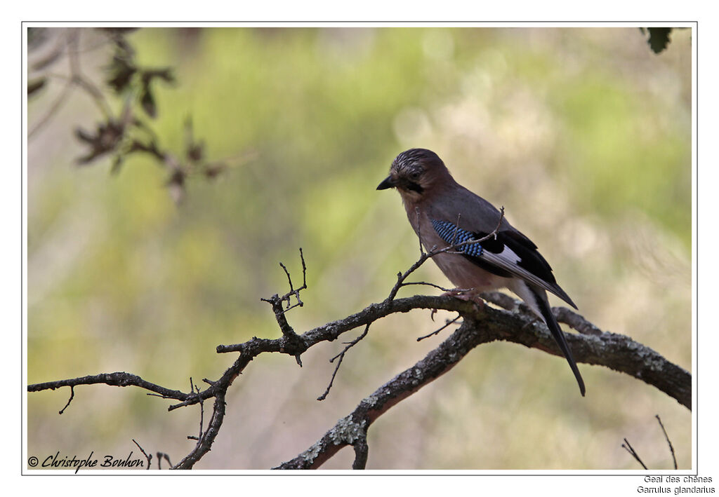 Eurasian Jay, identification