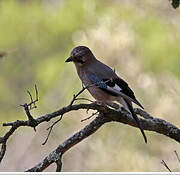 Eurasian Jay