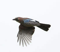 Eurasian Jay